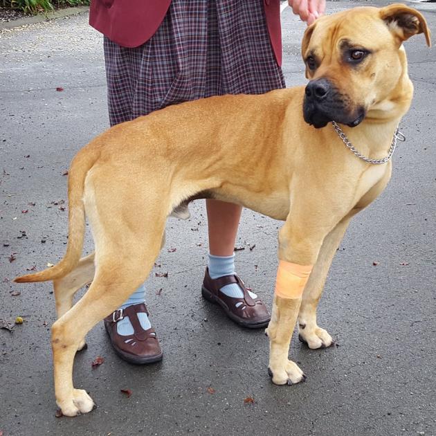 Dennis the day he was taken to the vet, having significantly lost weight. Photo: supplied Dennis the day he was taken to the vet, having significantly lost weight. Photo: supplied