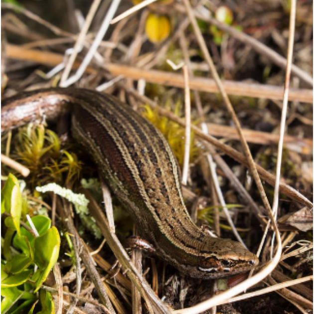 A skink found on Wick Mountain, Fiordland National Park Photo: Carey Knox, Wildland consultant