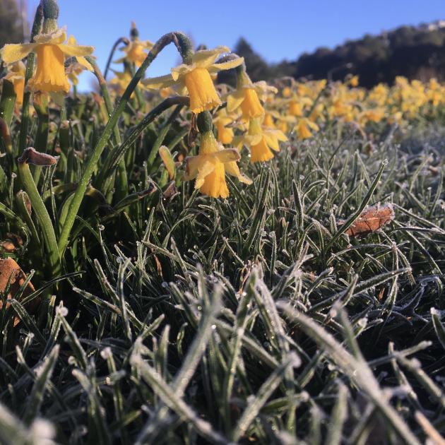 Daffodils coated in this morning's frost at Gardens Corner in North Dunedin. Photo: Gerard O'Brien