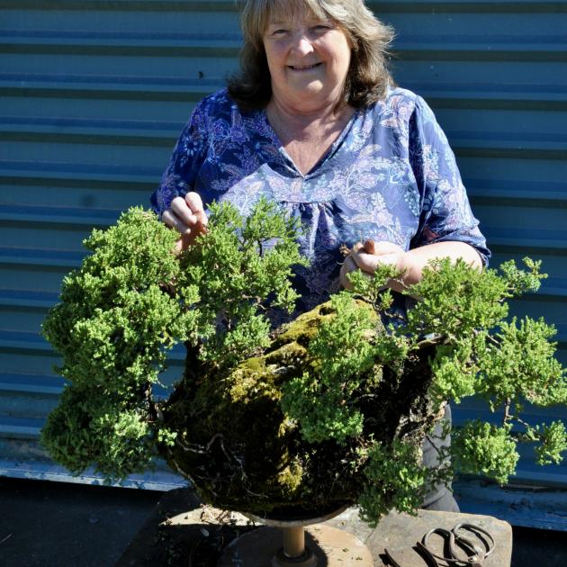 Linda's garden, with its 25-year-old Juniperus procumbens bonsai tree named 'nana' growing out of...