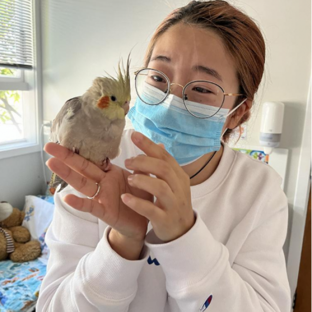 Simone Li was reunited with her cockatiel Puff at Harewood School, three days after the bird went...