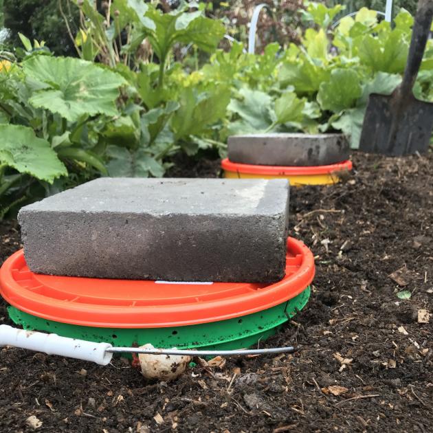 In-ground worm farms, dug snugly into the garden bed. PHOTO: BEN ELMS
...