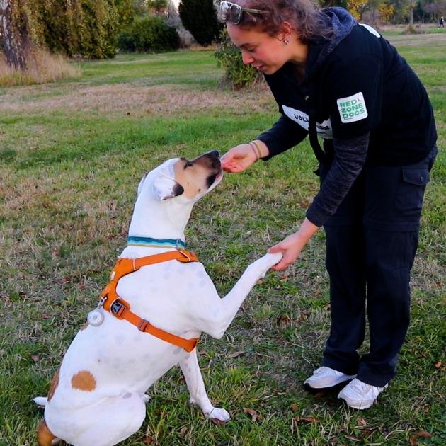 Lena Tiebosch and her dog Benji. Photo: Emily O'Hagan
