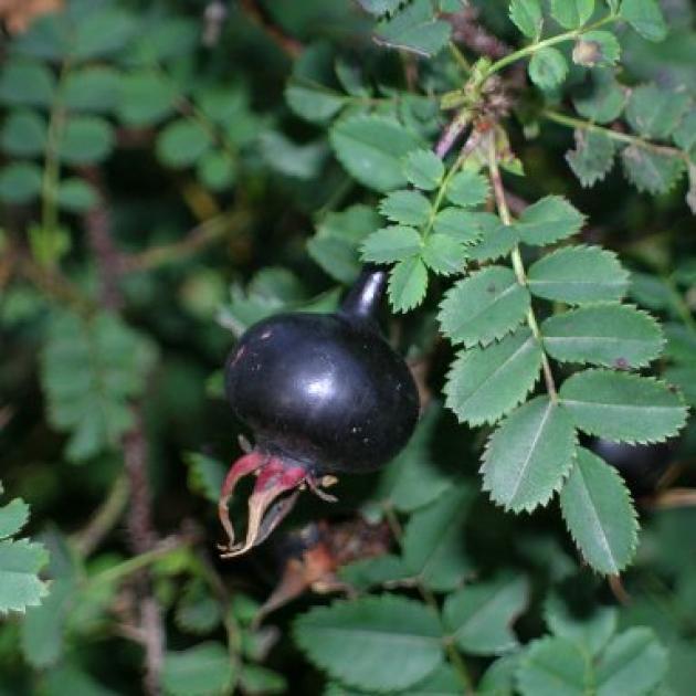 Shiny black hips are the hallmark of the burnet rose (Rosa pimpinellifolia, formerly R....