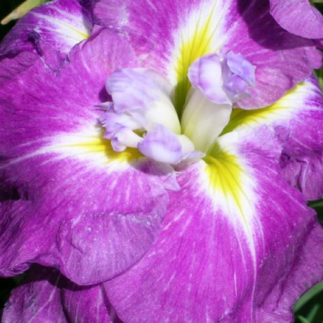 Eye of the beholder . . . the centre of a Japanese iris, I. ensata, in the Rutherford garden.