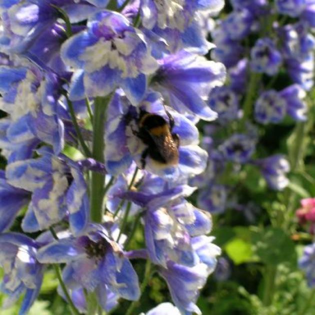 An unusual two-toned delphinium in Cheryl Rutherford's garden