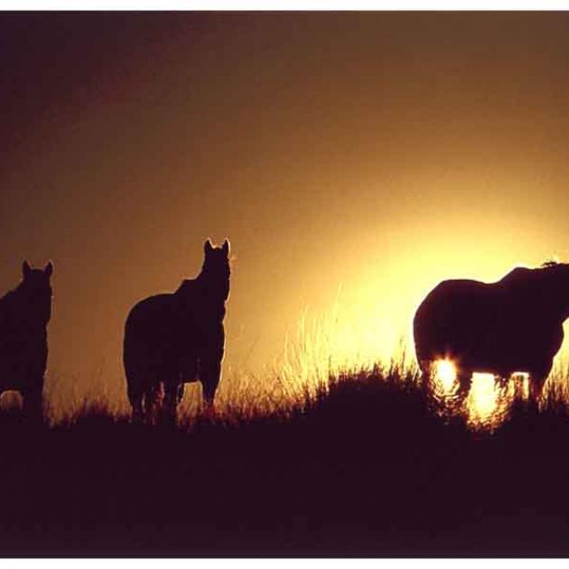 Gillean Booth: 'Sunset Steeds'. Animal/15 years and over
and overall winner.