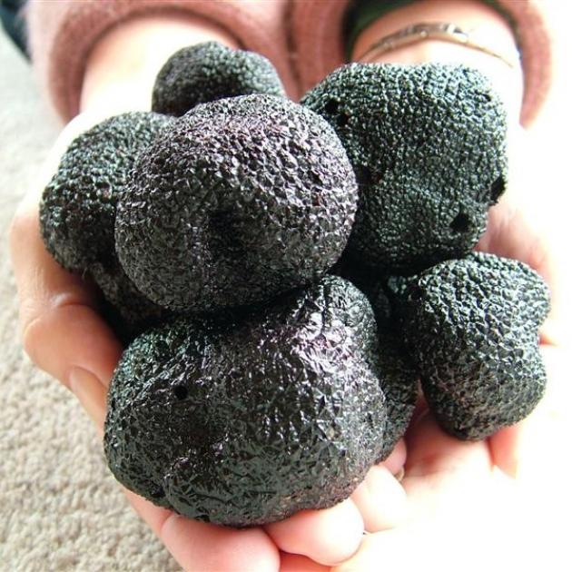 Allan Hall's truffles. Photo by Dr Ian Hall.