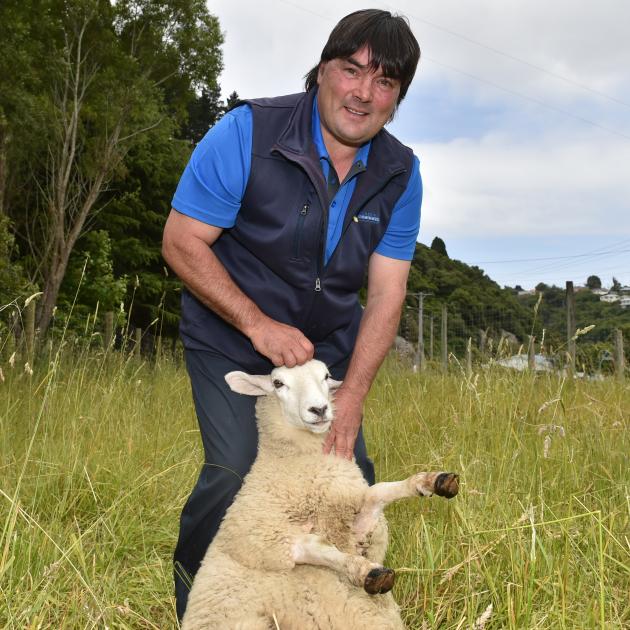Dunedin City Council animal services officer Tony Newman holds a ewe lamb found in central Dunedin on Monday. Photo by Gregor Richardson.
