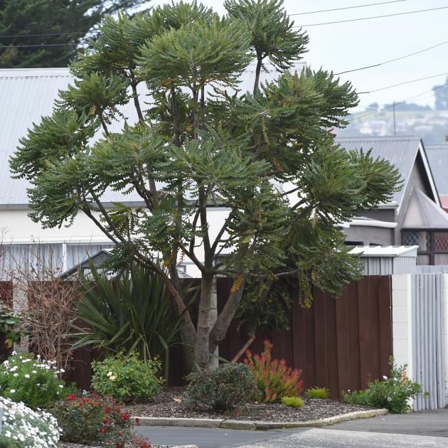 The bull banksia by the Oxford St car park entrance of Hope and Sons opposite KFC. I hope it's...