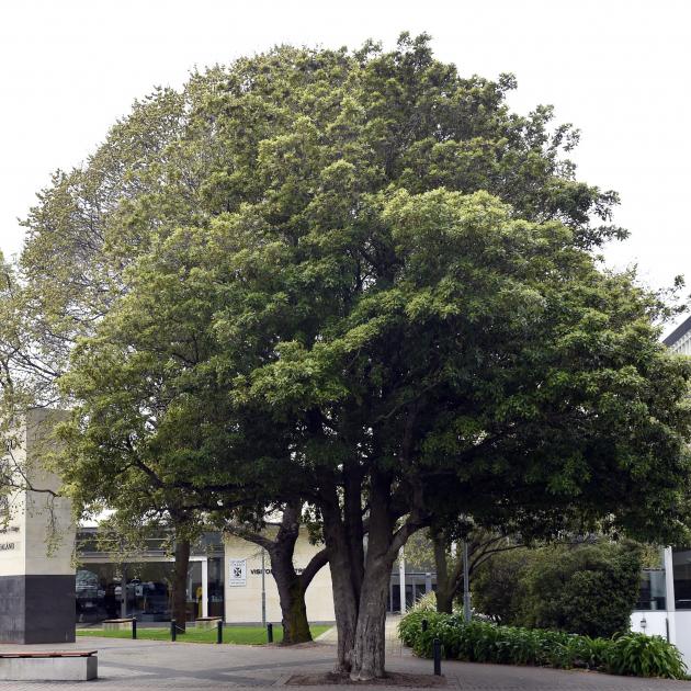 This healthy lemonwood tree grows in a footpath beside the entrance to the University of Otago on...