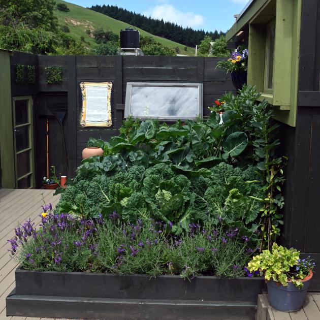Cabbages and beans are among a wide range of vegetables growing in raised beds. 