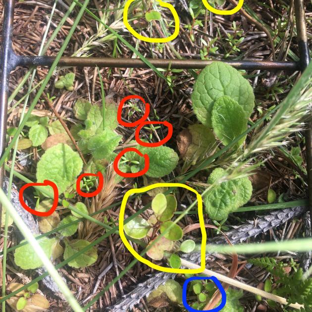 Native seedlings coming away on a property in Skippers Canyon that had been sprayed for wilding...