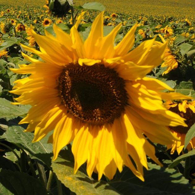 Helianthus annuus. PHOTO: SUPPLIED