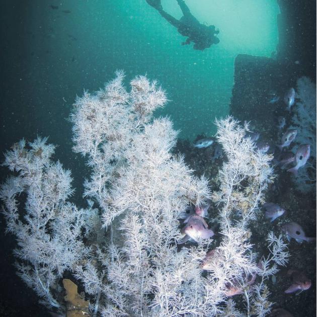 There are concerns undaria will spread in Fiordland, risking black coral, and change the...