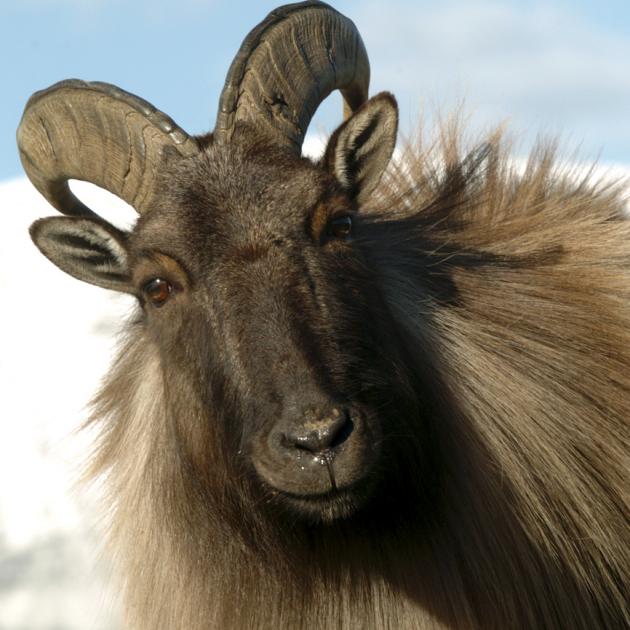 Mountain tahr have become a major threat to ecosystems in alpine areas, the Department of...