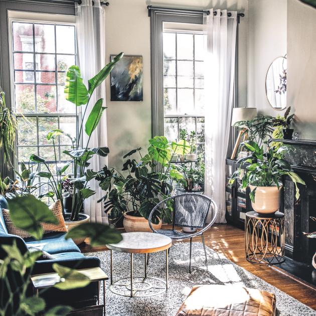 In the Baltimore living room of Megan Hipsley and Justin Temple, the "statement plant" could...