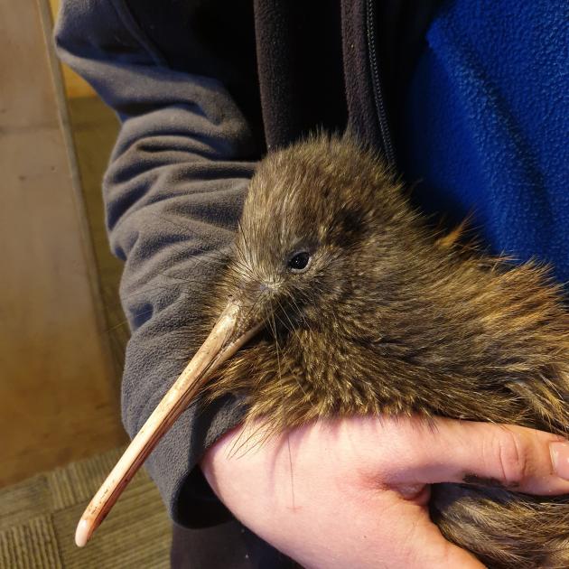 Kiwi from Queenstown’s Kiwi Birdlife Park.
