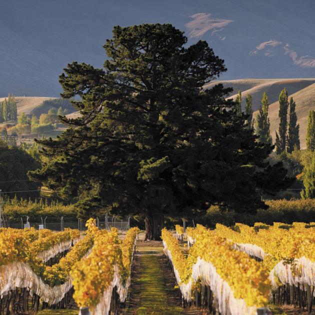 The Wooing Tree vineyard site. Photo: Supplied
