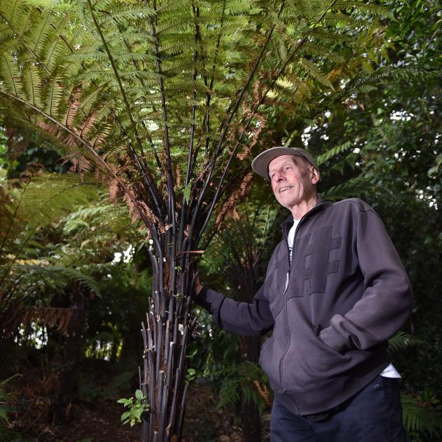 Port Chalmers artist Russell Moses has a soft spot for ponga. PHOTO: GREGOR RICHARDSON