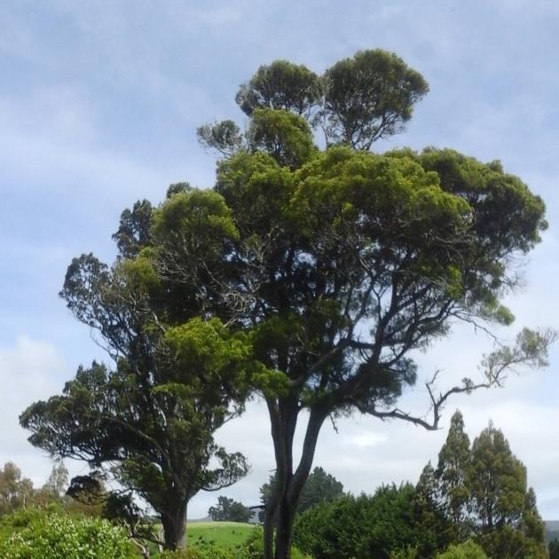 Matai precious survivors Otago Daily Times Online News
