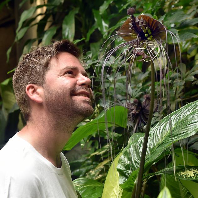 Otago Museum living environment officer Dr Anthony Stumbo admires the Tacca chantrieri Andre, ...