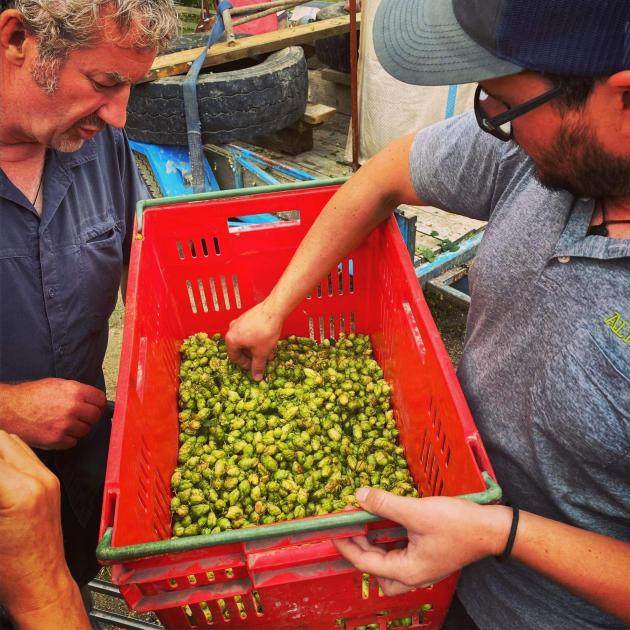 James McNamee (left) and Altitude Brewing head brewer and founder Eliott Menzies inspect hops...