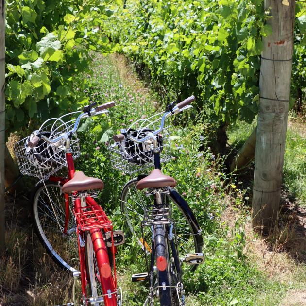 Wine-tasting by bicycle in Wairarapa. Photo: Getty Images.