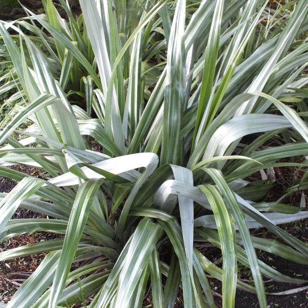 Astelia chathamica Silver Spear is a native for a grey garden.