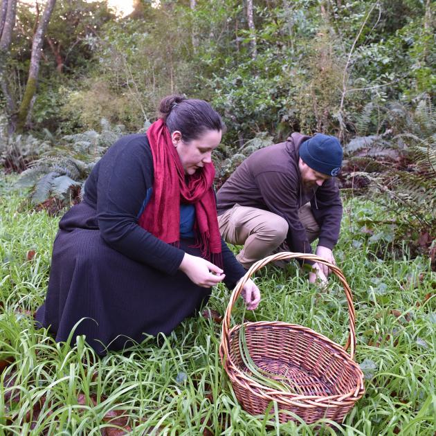 Keen Dunedin foragers Danie Erickson and Josh Urquhart forage for wild onions. PHOTOS: GREGOR...