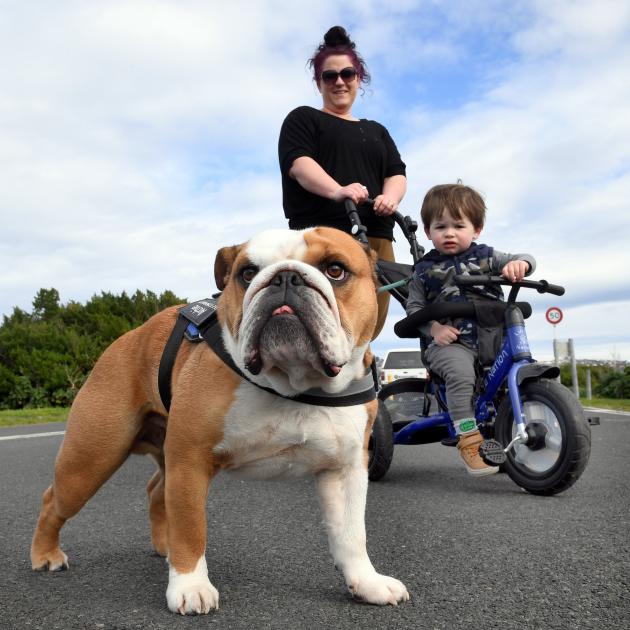 Tessa Day and Jaxon (20 months) walk their English Bulldog, Archie, along John Wilson Ocean Dr...