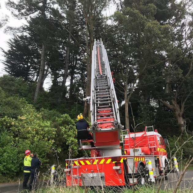 Fighfighters were called to rescue a duck stuck up a tree in Saywers Bay this morning. Photo:...