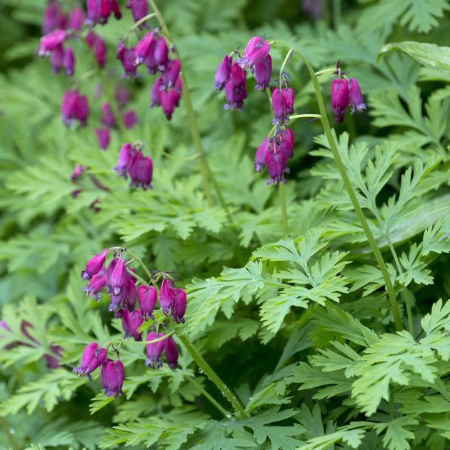 Dicentra formosa ‘Bacchanal'. PHOTO: GERARD O'BRIEN