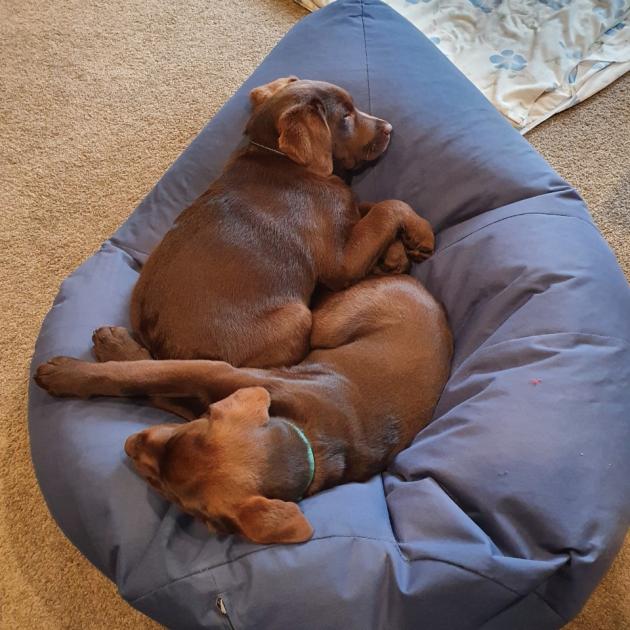 Tucker (top) and sister Tess. Photo: Supplied