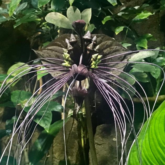 Gardener Danielle Lomas is dwarfed by a giant peace lily (Spathiphyllum wallisii). PHOTOS:...