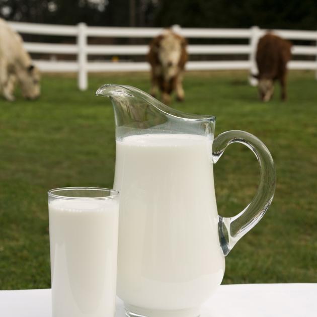 Call to heed the rise of animal-free dairy 5 Will a moo still do? More companies are entering the animal-free dairy ingredients market. PHOTO:...