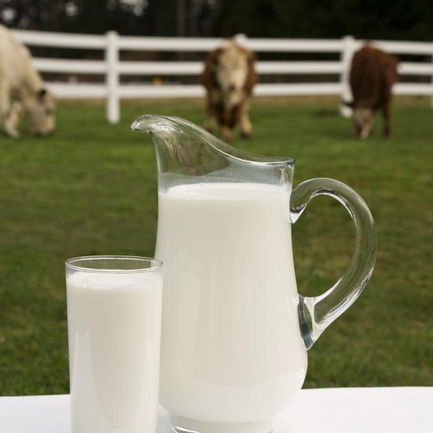 Will a moo still do? More companies are entering the animal-free dairy ingredients market. PHOTO:...