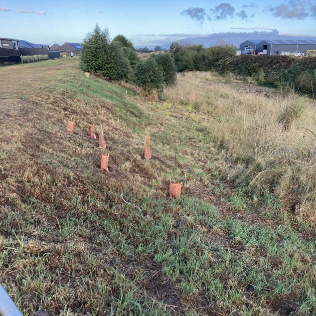 Tall trees seen as issue in beautification project | Otago Daily Times ...