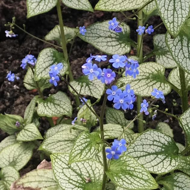 Brunnera Silver Heart looks lovely even when not displaying its sky-blue flowers. PHOTOS: ODT FILES