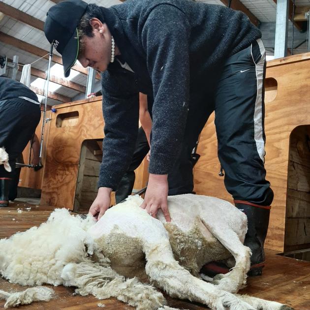 Papakura High School pupil Nigel Tusa (16) shears a sheep in West Otago, as part of the inaugural...