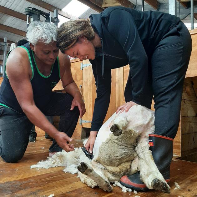 Papakura High School pupil Theresa Hafoka (16) shears a sheep under the guidance of Southern...