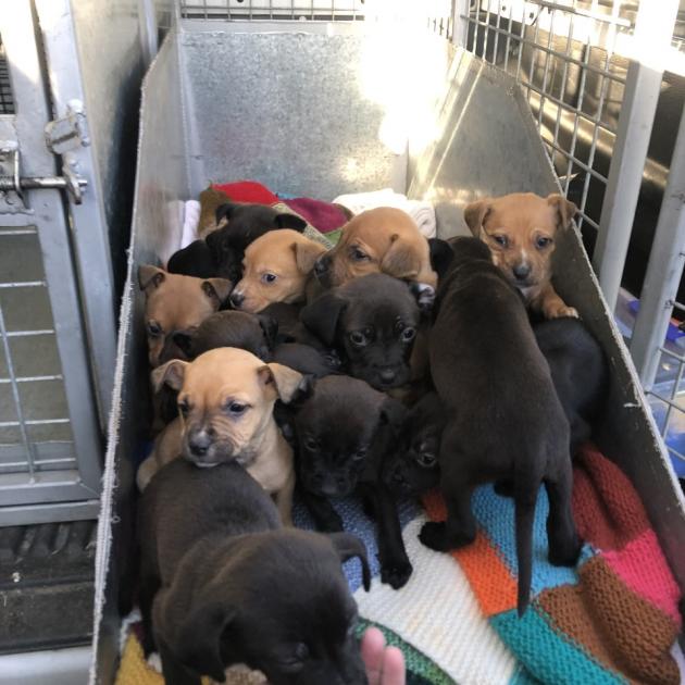 The Potter Puppies. Photo: Supplied
