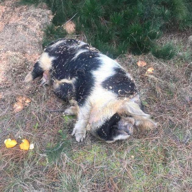 The kunekune was left on the side of the road unable to walk. Photo: Supplied