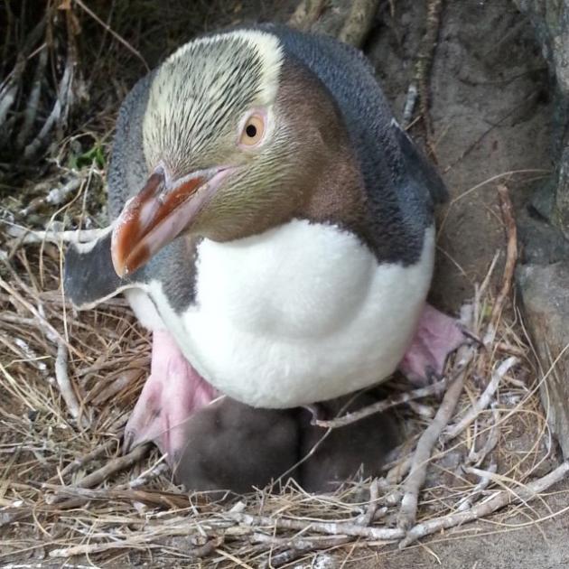 Researchers have now identified what has been killing hoiho yellow-eyed penguin chicks over the...