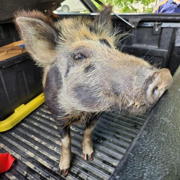 The infamous Queenstown pig, apprehended by police, is in need of a sty. PHOTO: QUEENSTOWN LAKES...