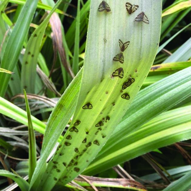 Passion vine hoppers, moth-like insects, are reportedly smothering Greymouth plants this summer....