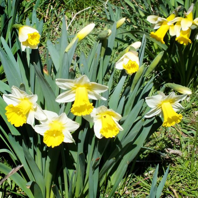 Daffodils whose bulbs lie well underground seem less likely to be damaged by narcissus fly. 