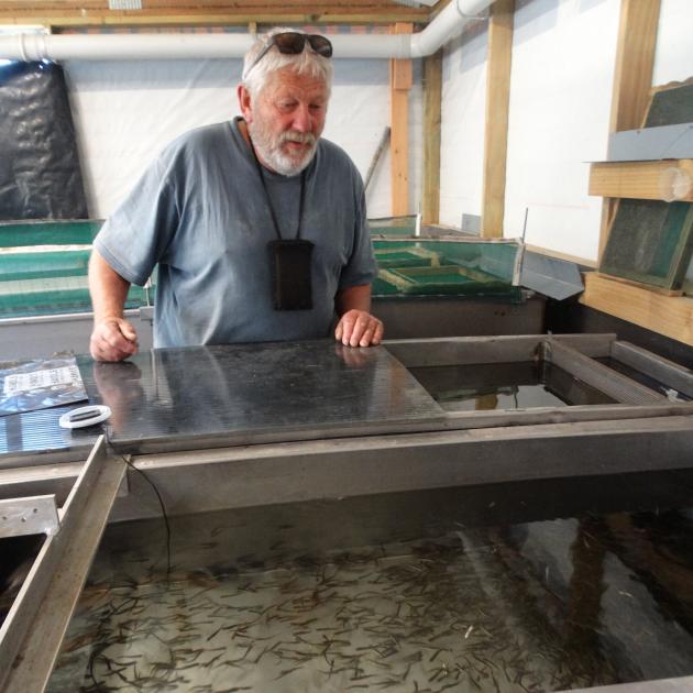 Waitaki Riparian Enhancement Society Treasurer Linn Koevoet checks out the hatched salmon at the...