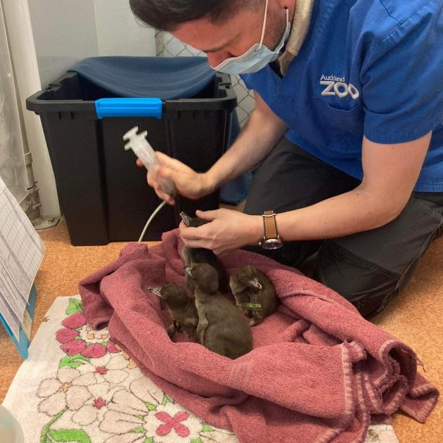 Auckland Zoo veterinarian and Dunedin Wildlife Hospital volunteer Adam Naylor feeds fish slurry...