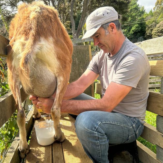 Green Taieri list MP Scott Willis shows off his goat milking skills. PHOTO: FACEBOOK
